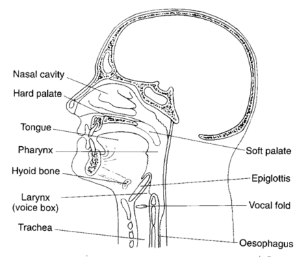 Articulatory Phonetics (definition) - Scottish Gaelic Grammar Wiki